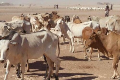 التنمية الحيوانية تفتح تحقيقا بعد نفوق 13 رأسا من البقر بلعصابه