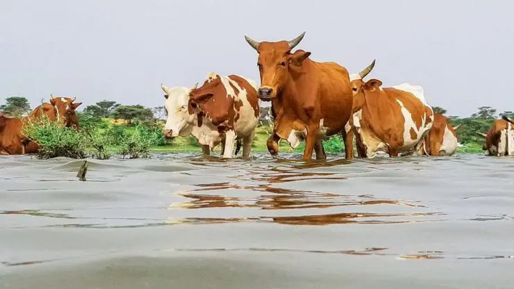 هطْلُ أمطار “مهمة” على مناطق متفرقة من موريتانيا