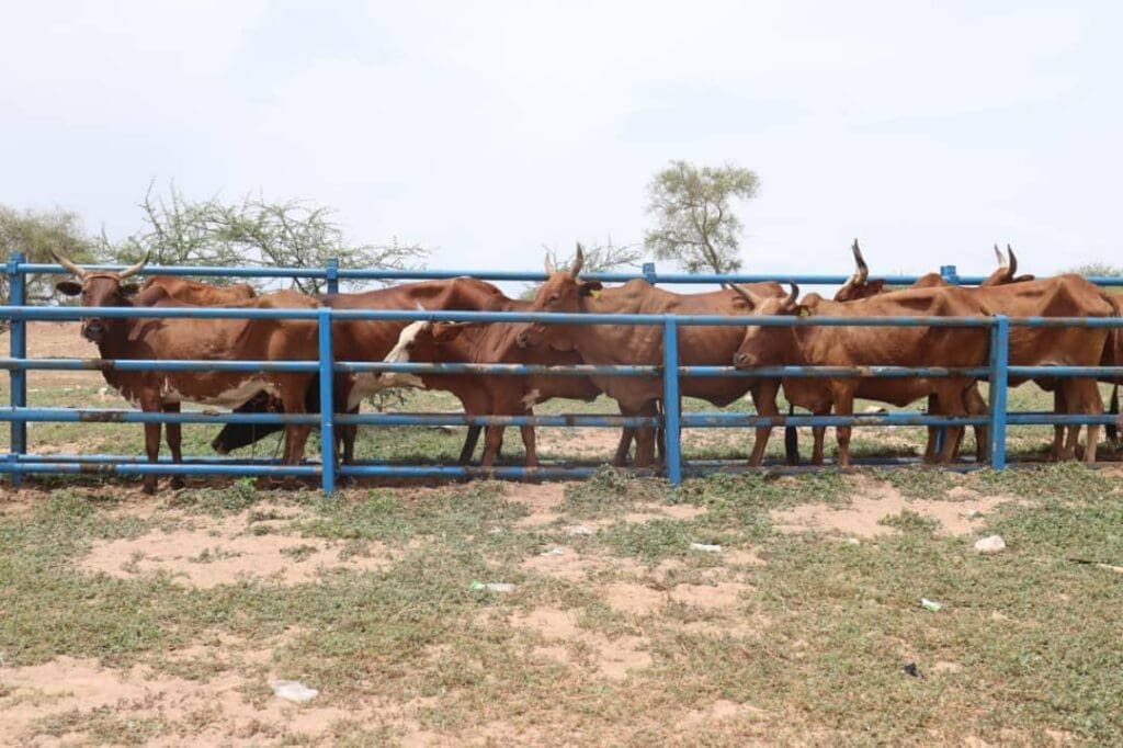 موريتانيا تطلق حملة تلقيح صناعي لتحسين سلالات الأبقار