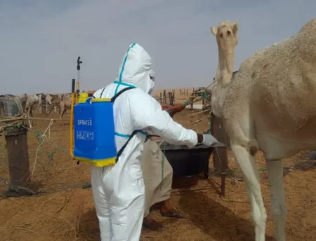 السنغال تعلن ارتفاع حالات حمى الوادي المتصدع في سان لويس