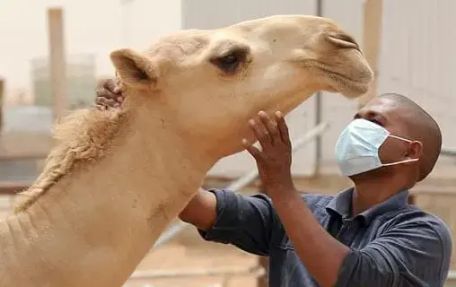 موريتانيا تسجل ثلاث وفيات بسبب حمى الوادي المتصدع